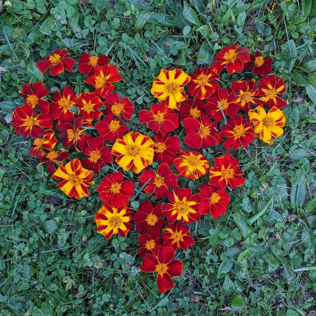 Ildkongen Marigold Seeds - 25+ Pack for Garden Planting - Tagetes erecta - USA