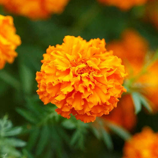 African Marigold Seeds - 250 Non-GMO Tall Orange Double Blooms - Tagetes erecta
