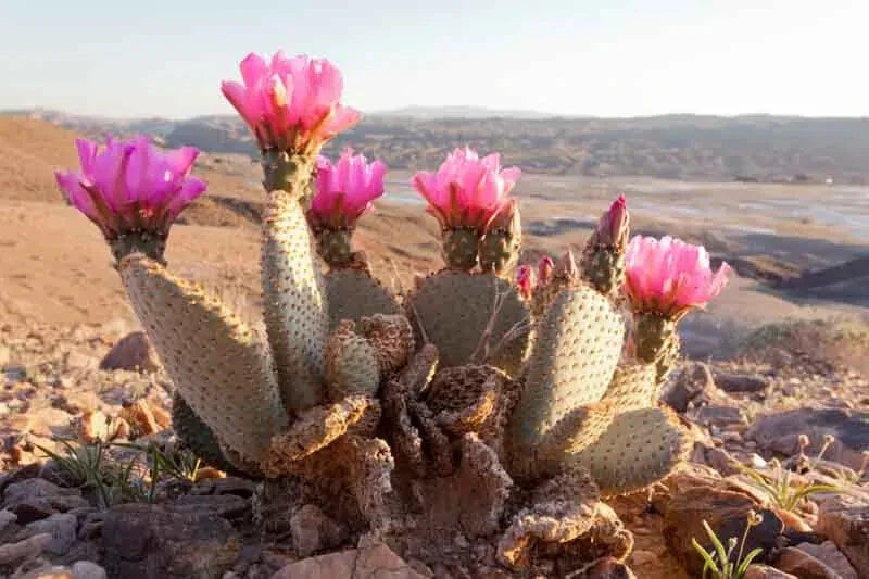 Beaver Tail Cactus 1 Pad with Pink Flowers - Opuntia basilaris