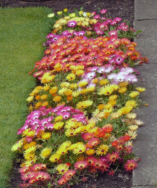 Livingston Daisy Ice Plant Mix - Colorful Blooms - Delosperma spp. - Night-Closing & Day-Reopening Flowers