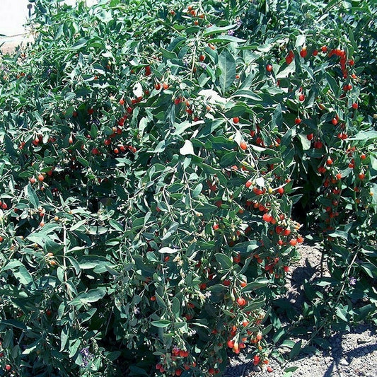 Goji Berry Cuttings - Lot of 10 Fresh Cuttings - Fruit-Bearing Variety - Lycium barbarum