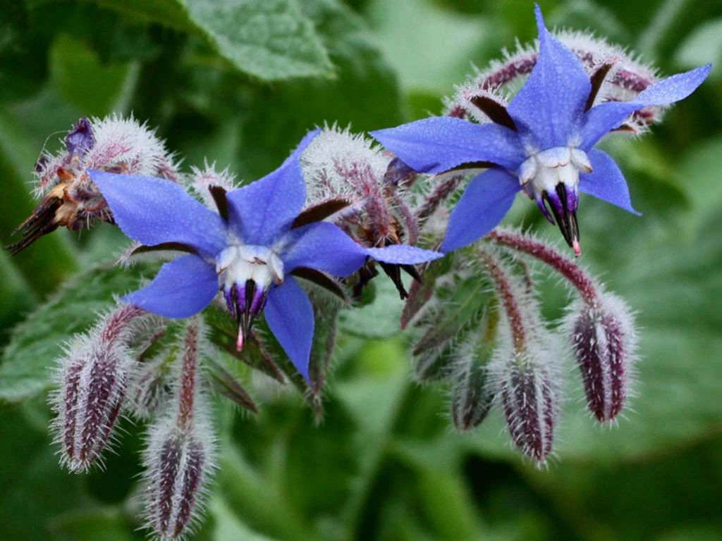 Borage Seeds 50 Ct - Common Herb Flower, Deer Resistant, Borago officinalis, USA Seller, Free Shipping