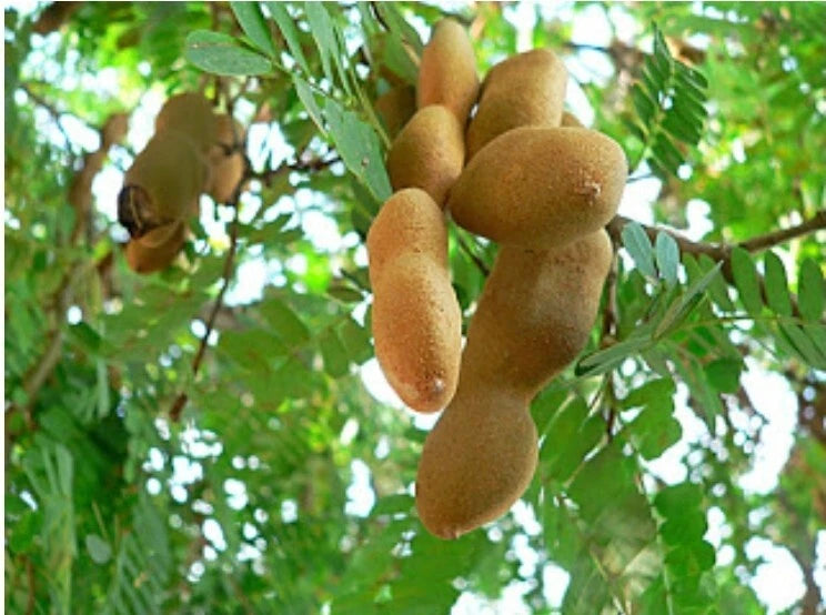 Bonsai Tamarind Tree Seeds - 10++ Fresh Organic Tamarindus indica Dwarf Variety