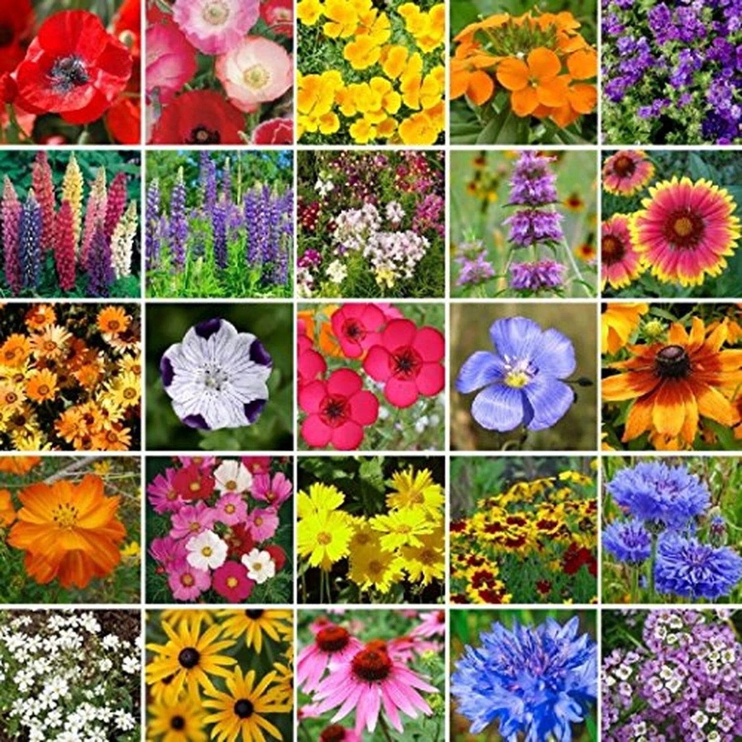 Bulk Wildflower Seed Mix, Non-GMO, Southeast Variety, 450,000 Seeds, Native Wildflowers for Gardening and Landscaping