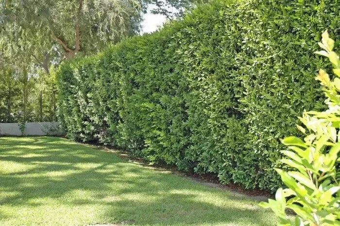 Cherry Laurel Cuttings 5+2 Pack Fresh Unrooted Shrubs Prunus laurocerasus Evergreen