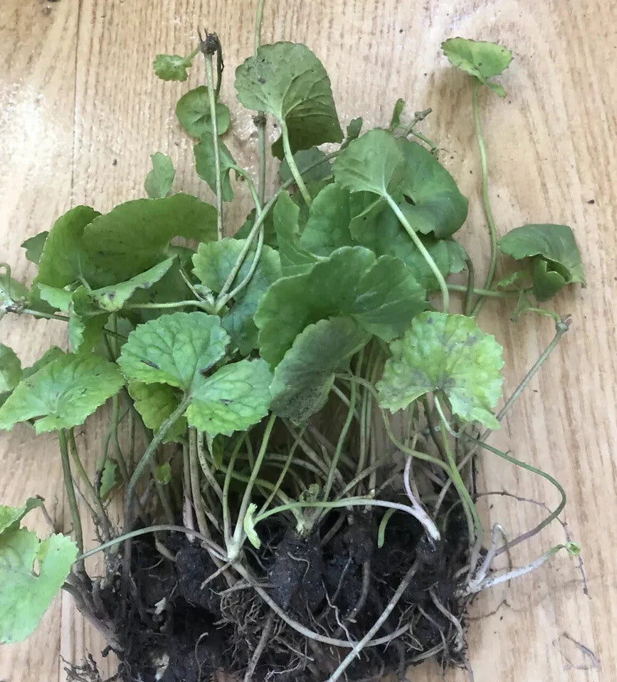 Pennywort Gotu Kola Live Plant - 10 Pieces Bare Root - Hydrocotyle asiatica