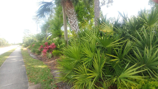 Florida Sabal Palmetto Palm Tree 12"-18" Live Plant, 2 Years Old, Rooted Garden Palm, Sabal palmetto