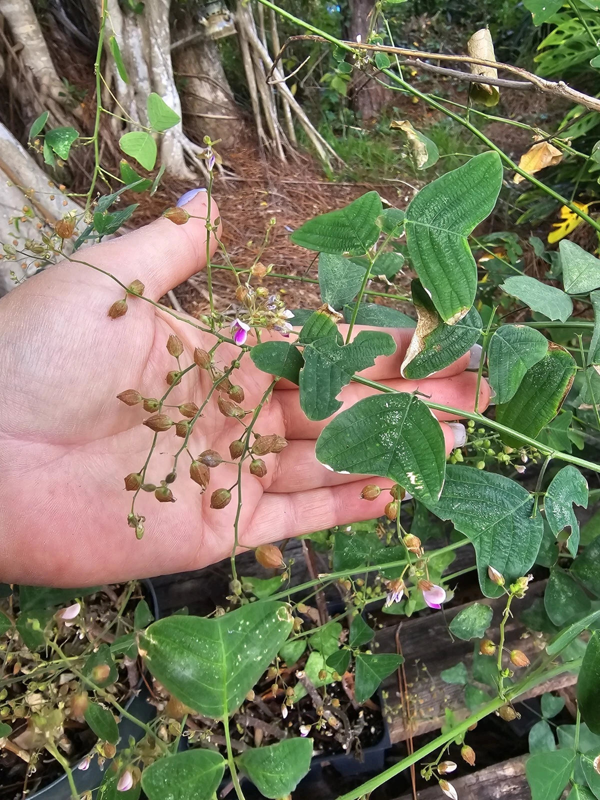 butterfly wing plant seeds Organic Butterfly Wing Plant Seeds - Christia Obcordata