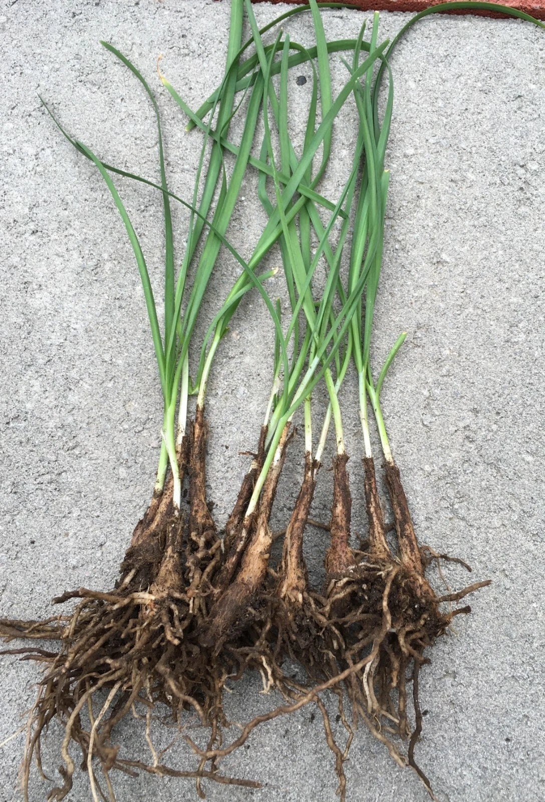 Garlic Chives Live Plant Bare Roots - Hardy Perennial Herb Jiu Cai - Allium tuberosum - 15 Organics