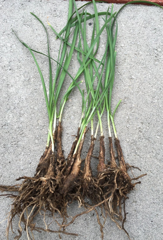 Garlic Chives Live Plant Bare Roots - Hardy Perennial Herb Jiu Cai - Allium tuberosum - 15 Organics