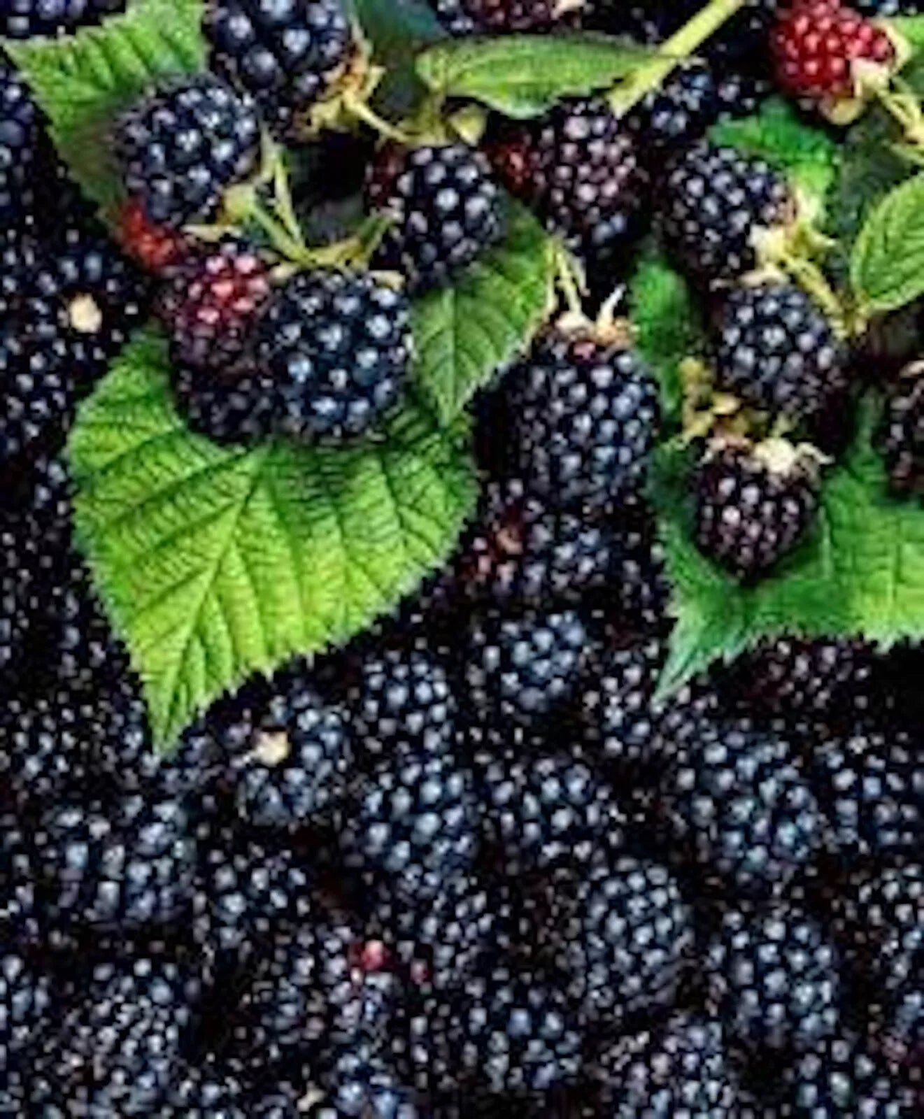 10 Thornless Triple Crown Blackberry Plants - Rubus fruticosus - Edible Fruit - Ships Bare Root