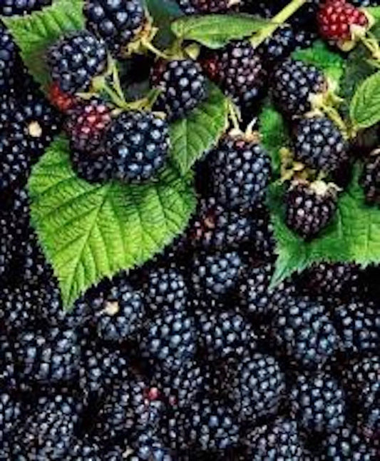 10 Thornless Triple Crown Blackberry Plants - Rubus fruticosus - Edible Fruit - Ships Bare Root