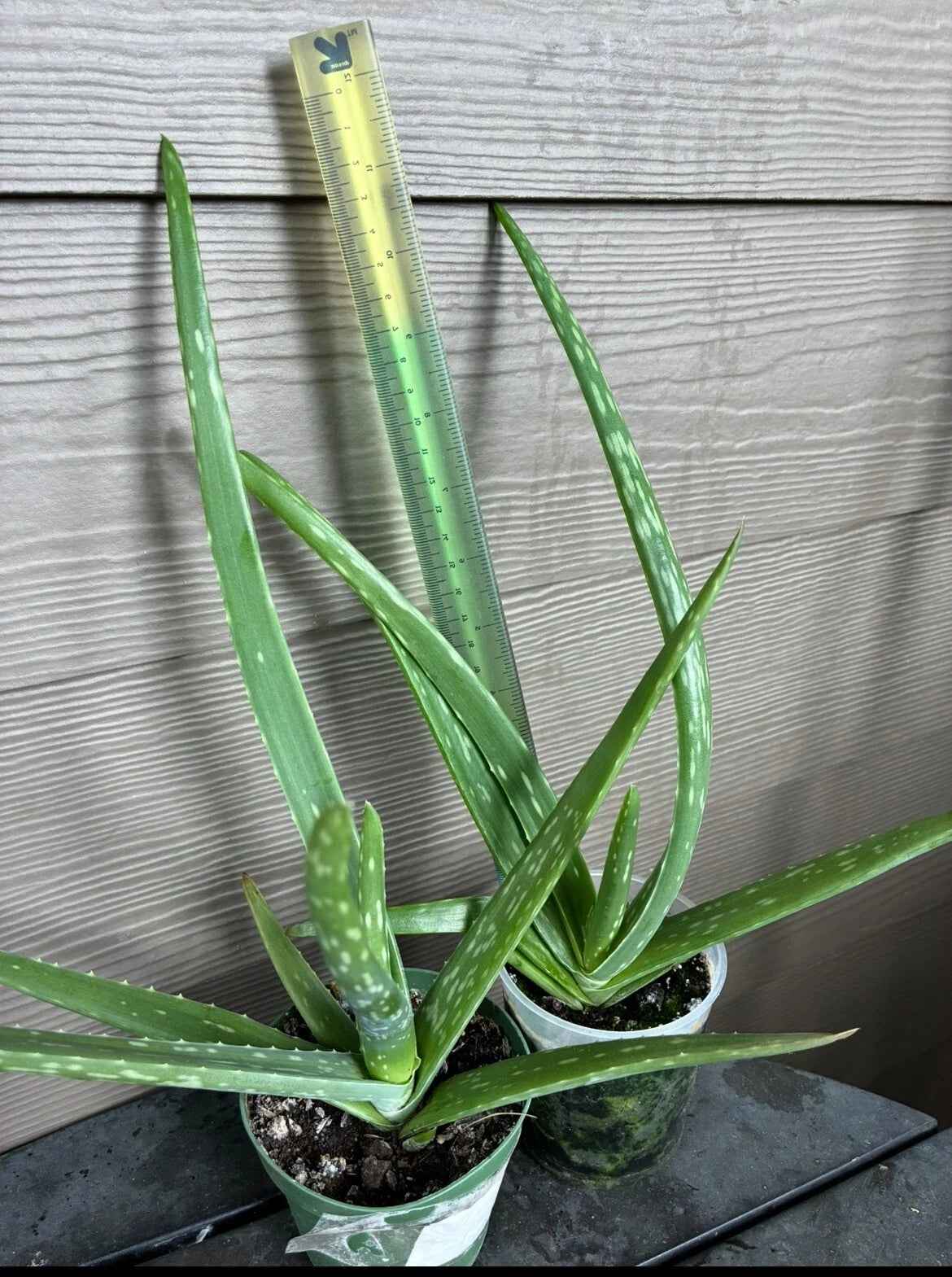 12" Live Aloe Vera Succulent Plants - 2 Pack in 4" Pots - Indoor Houseplants, Aloe barbadensis miller