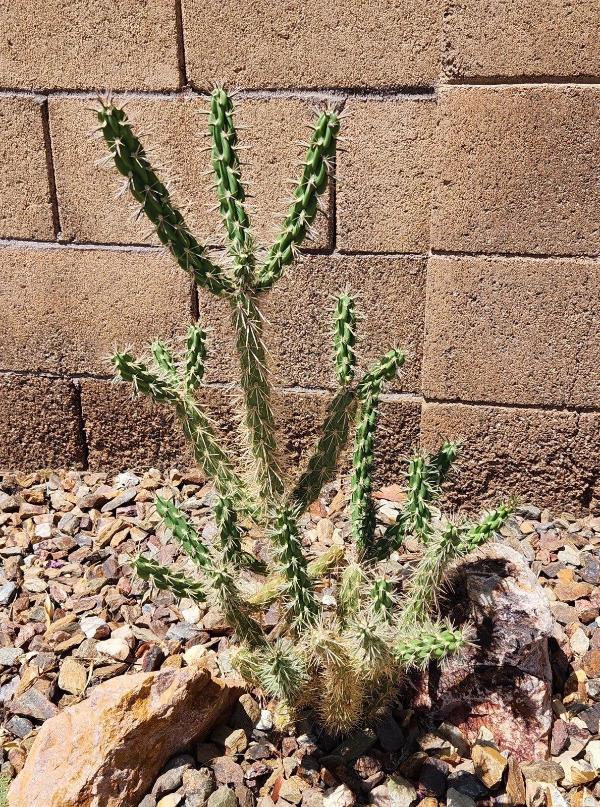 Cylindropuntia Imbricata Live Cactus Cutting - Tree Cholla - Grants NM - Drought Tolerant Succulent Plant