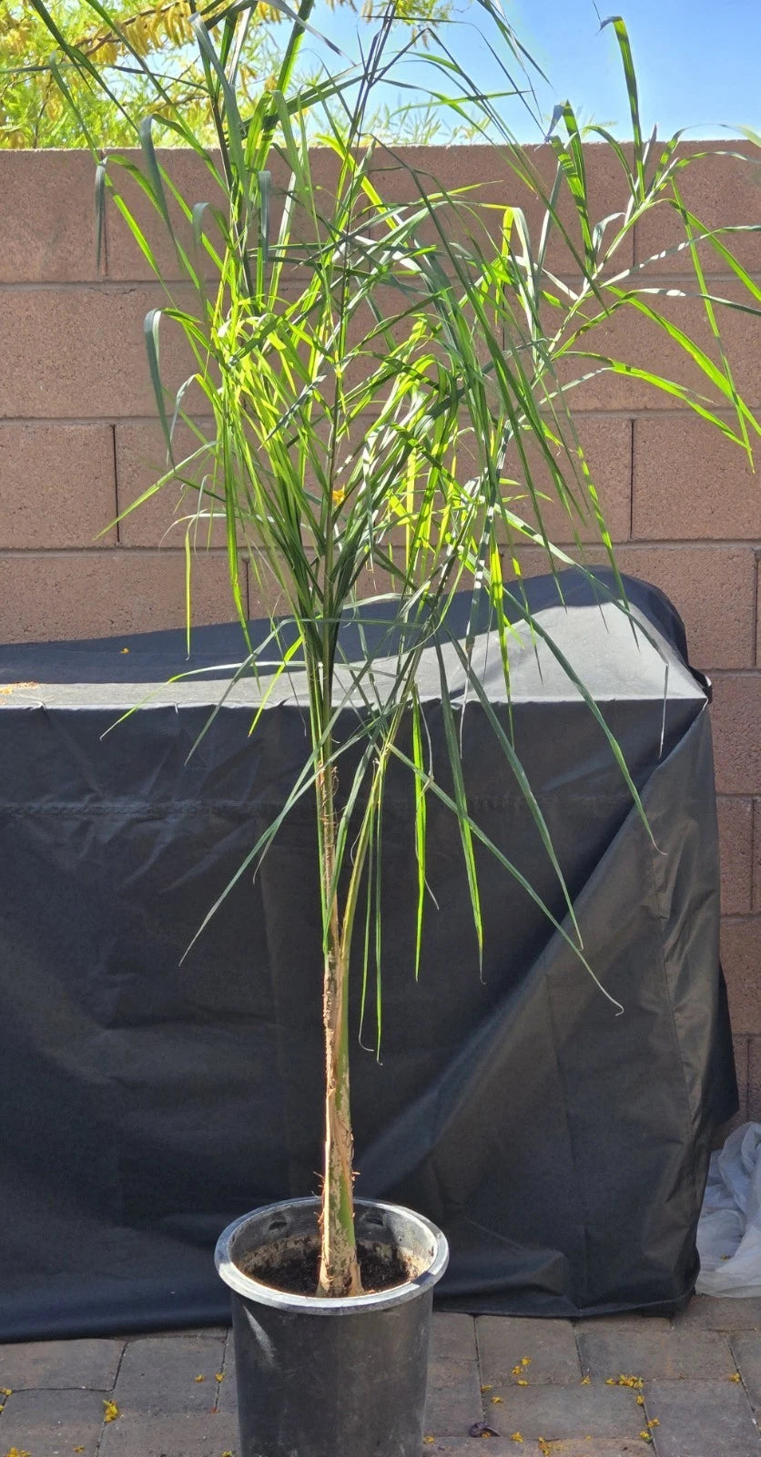 Queen Palm Tree Sapling, 5.5 Feet Tall, Archontophoenix alexandrae, Live Indoor/Outdoor Plant