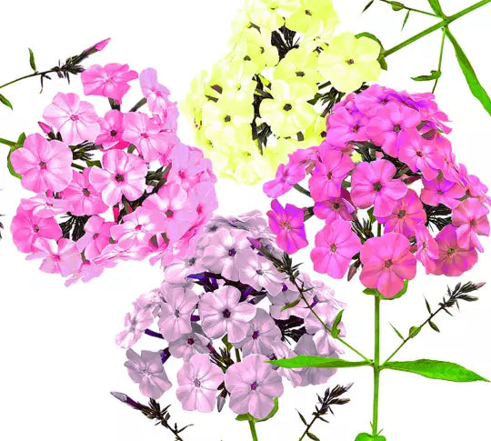 200 Pastel Phlox Drummondi Flower Seeds - Mix of Pink, Salmon, Yellow, Rose - Hardy Annuals for Garden Planting