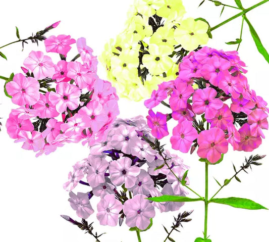 200 Pastel Phlox Drummondi Flower Seeds - Mix of Pink, Salmon, Yellow, Rose - Hardy Annuals for Garden Planting