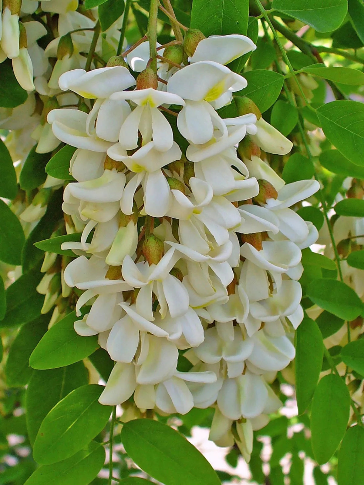 Black Locust Seeds, 50 Count, Robinia pseudoacacia, Drought-Tolerant, Fast-Growing Tree Seeds