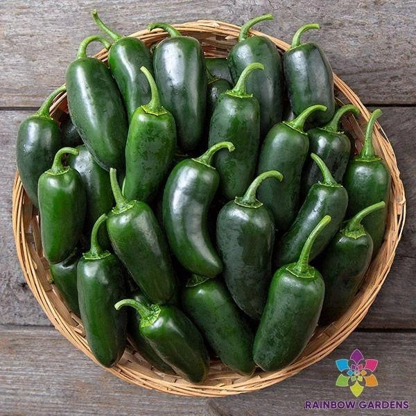 Black Jalapeno Hot Pepper Seeds - 25+ Pack for Garden Planting - Capsicum annuum - USA Grown, Free Shipping