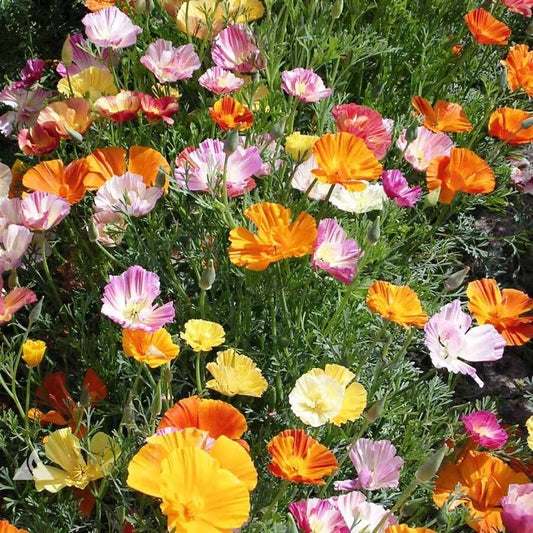 California Poppy Seeds Ballerina Mix | Flower Seeds | Eschscholzia californica | Bulk Pack
