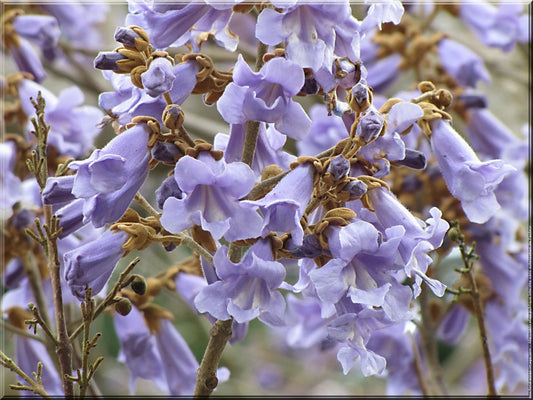 Bulk 100 Seeds Royal Empress Tree, Fast Growing Tree, Paulownia tomentosa
