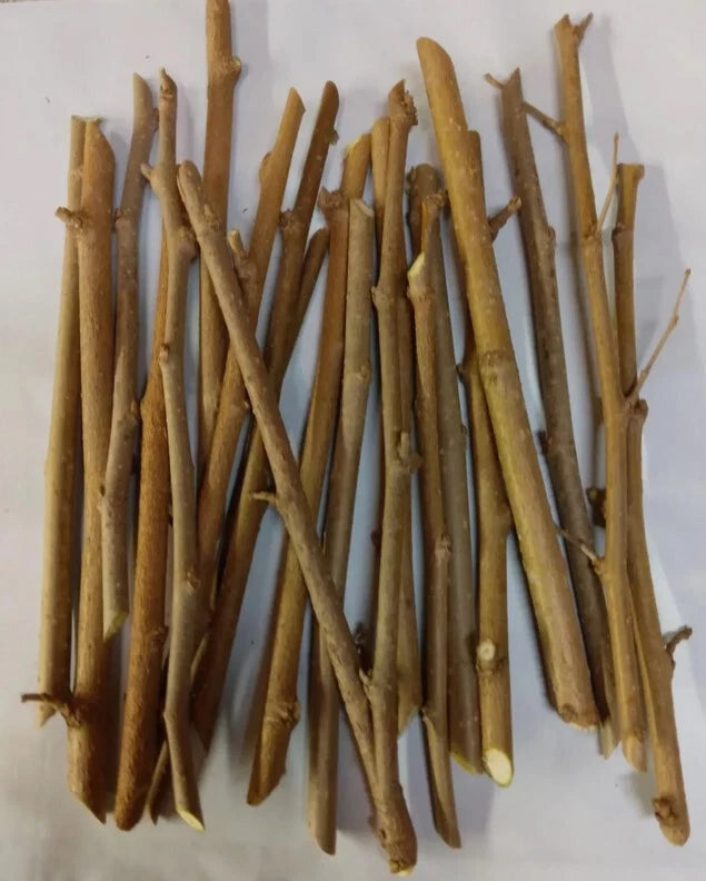 8 Live Mimosa Tree Cuttings | Albizia julibrissin | Fast-Growing Silk Tree | Fragrant Pink Blooms | Grow Your Own Shade Tree