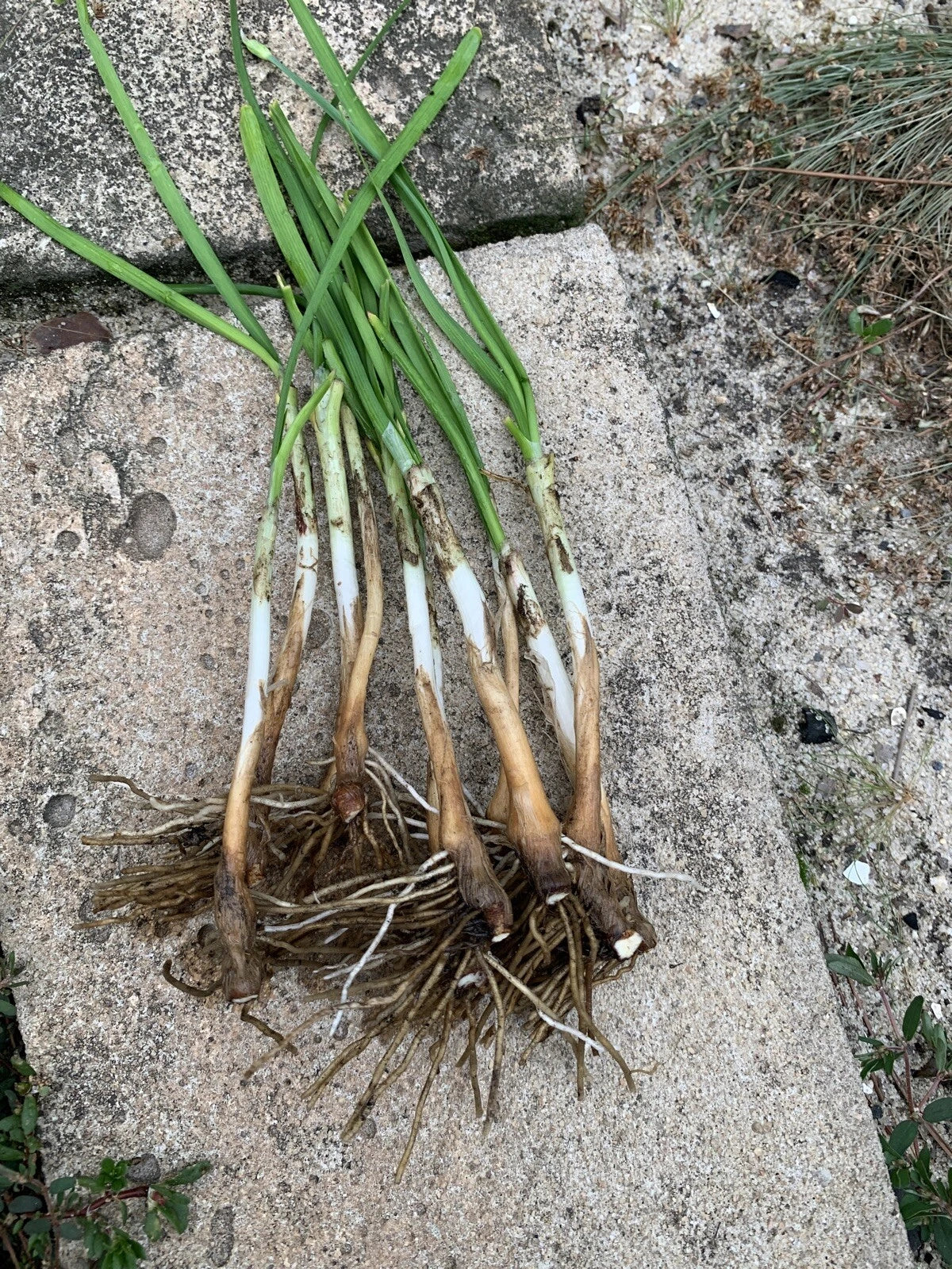 55 Garlic Chives Live Plants | Bare Root Organic Leek Stalks | Non-GMO Perennial Herb | Edible Allium for Garden or Kitchen