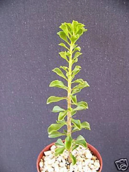 Pereskia Portulacifolia Live Plant 4 Inch Rare Caudex Cactus Natural Bonsai Style Ornamental Succulent