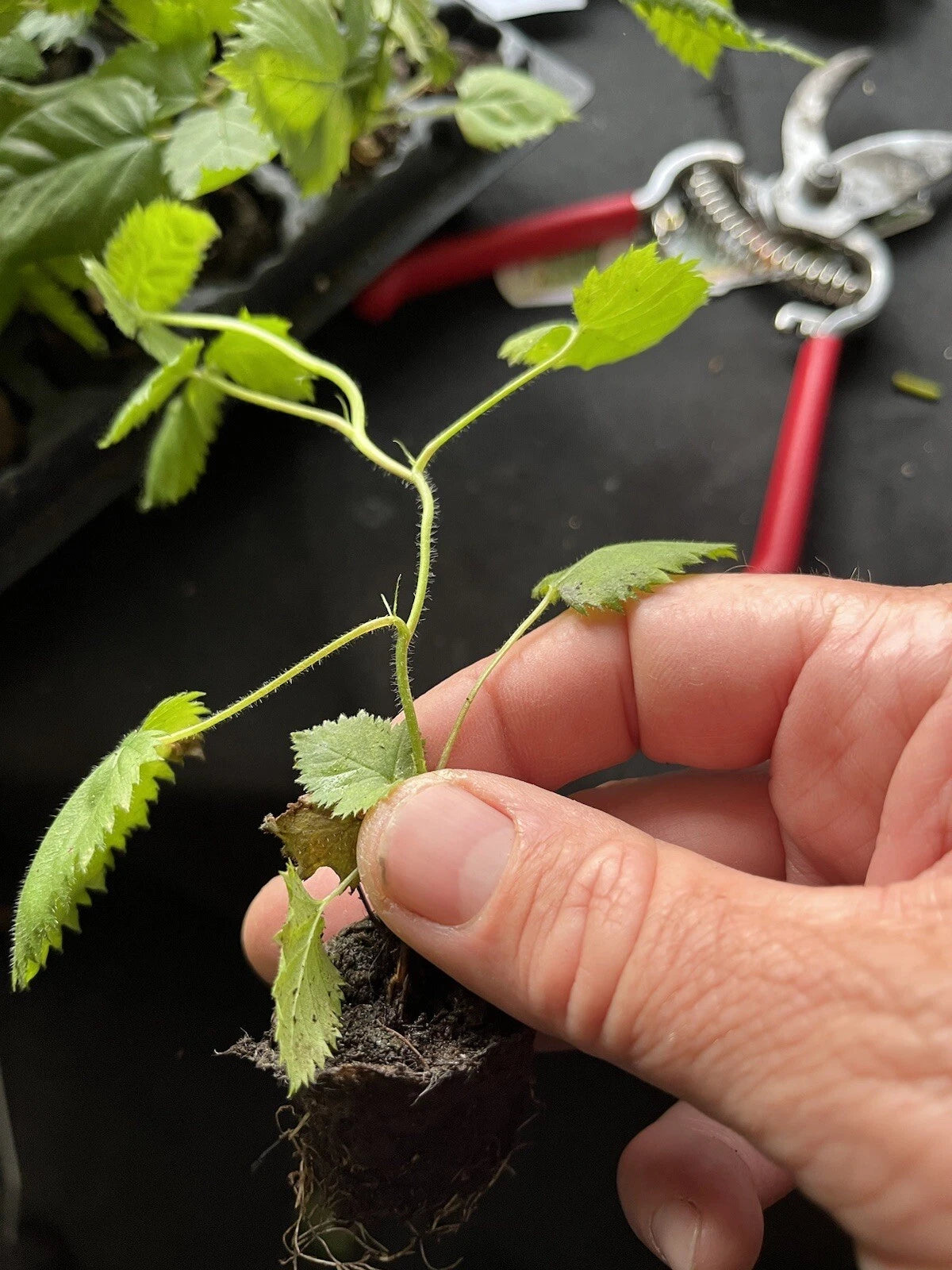 2 Columbia Star Thornless Blackberry Plants – Rubus Hybrid Bare Root Bushes | Sweet, Large Berries for Patio, Garden, or Orchard