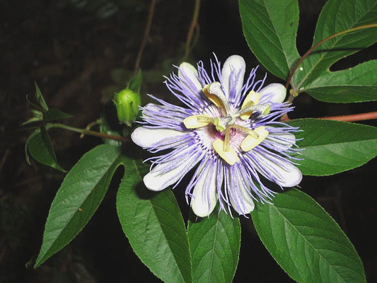 11 Seeds - Purple Passion Flower, Passiflora Caerulea - GroCo USA, Buy 15 - Ships Free