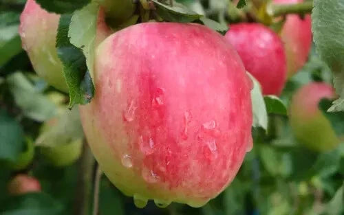Katy Apple Seeds - 25+ Premium Seeds for Garden Planting - Malus domestica - USA