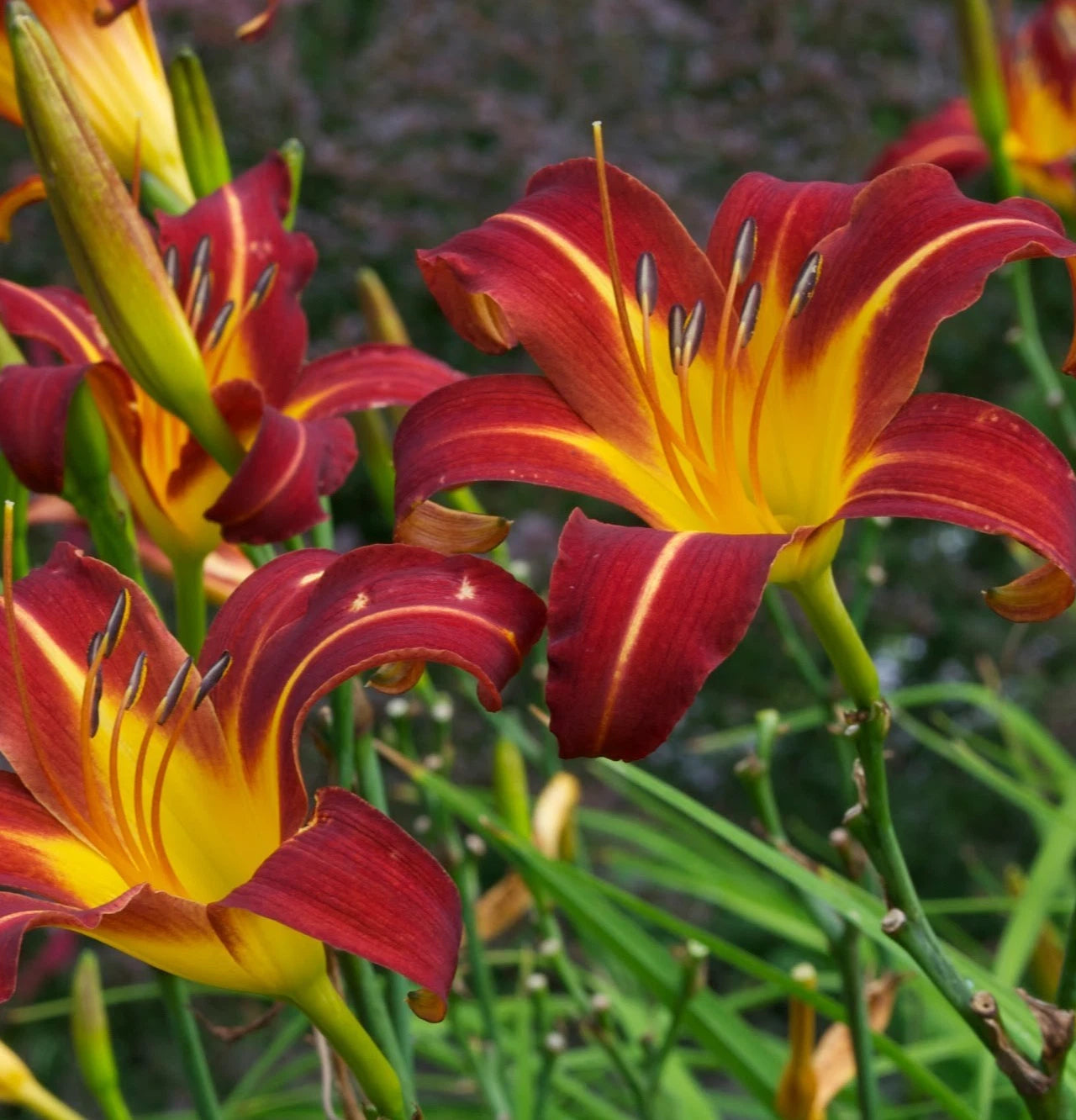 Daylily Starter Plant - 1 Mature Fan - Autumn Red - Hemerocallis