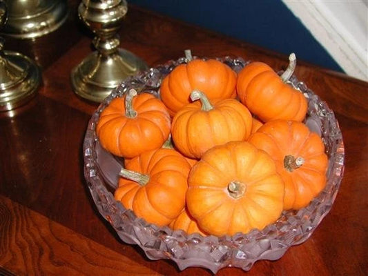 Jack Be Little Pumpkin - Kids Delight Miniature Fall Decor - Perfect for Autumn Seasonal Decorations - Cucurbita pepo