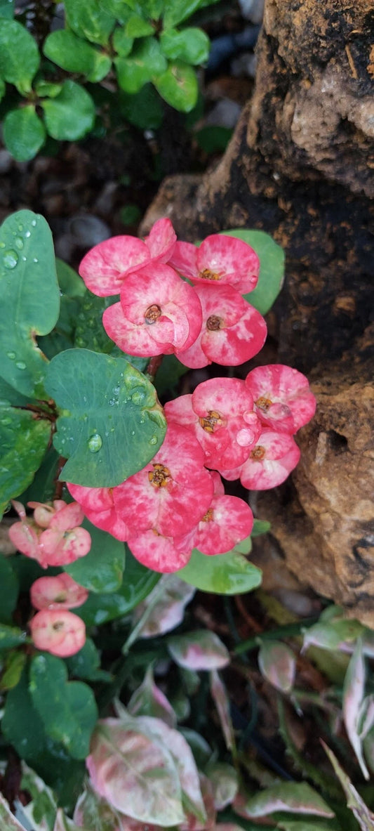 Crown Of Thorns Plant - 12" Rooted Thai Hybrid, Euphorbia milii 'Corona de Christo' - Colorful Succulent for Indoor Decor