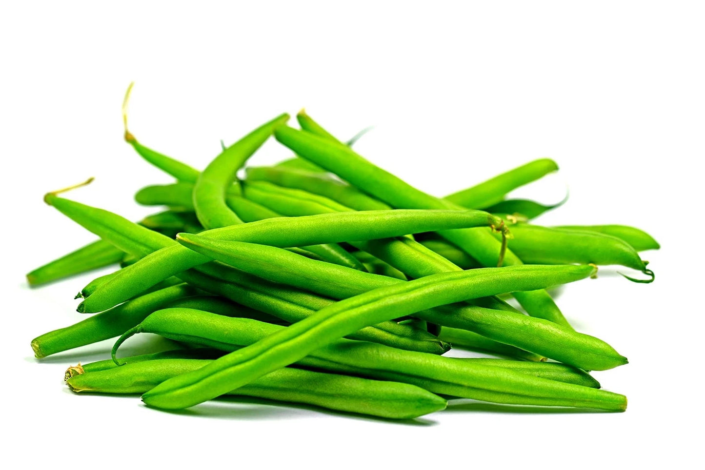 Green Bean Seeds for Planting | 50+ Provider Bush Bean Seeds | Non-GMO, USA Grown, Phaseolus vulgaris