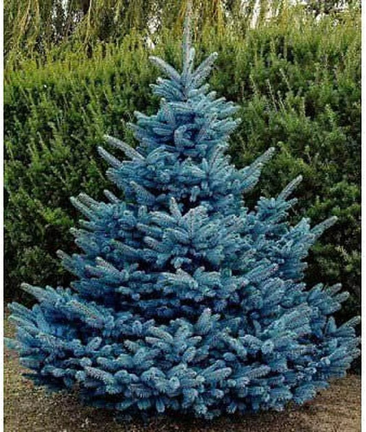 30 Blue Spruce Seeds for Planting, Colorado Blue Spruce, Picea Pungens Glauca