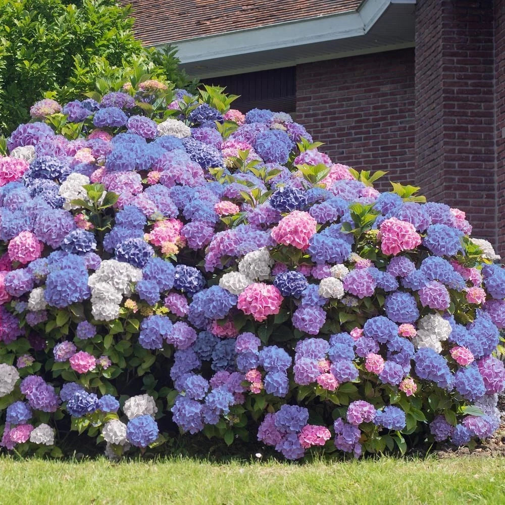 3-in-1 Hydrangea Seeds - Perennial Flowering Shrub Variety - Garden Flower Seed (Hydrangea spp.)