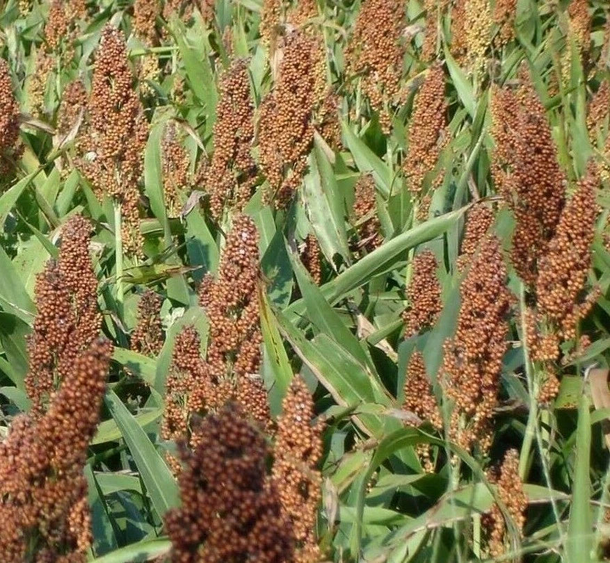 Broom Corn Seeds 50+ Grain ROX Orange Syrup Cane Sorghum - Zea mays subsp. mays - Non-GMO, Free Shipping
