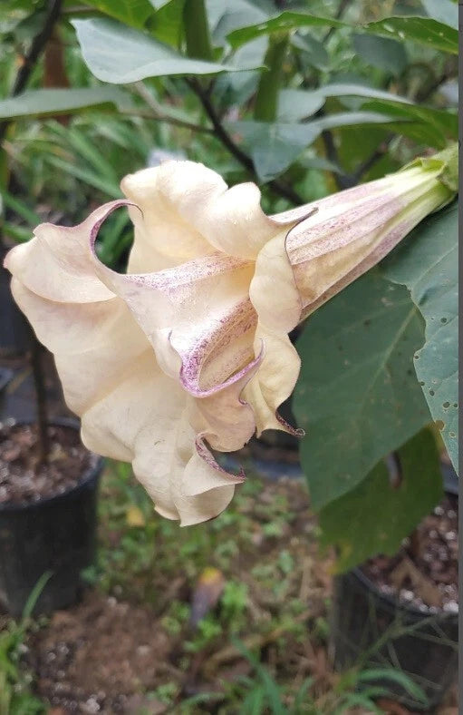 Chocolate Angel Trumpet Seeds - 10 Pack - Brugmansia Datura - USA Grown