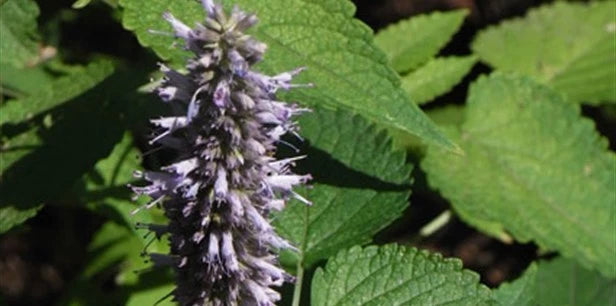 Korean Mint Seeds - Culinary, Medicinal, Aromatic Variety - Perfect for Beverages (Mentha spicata var. crispa)