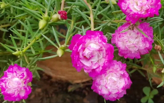 Blush Grandiflora Portulaca Moss Rose Cuttings - Colorful Succulent Plant for Indoor/Outdoor Gardens - Portulaca grandiflora