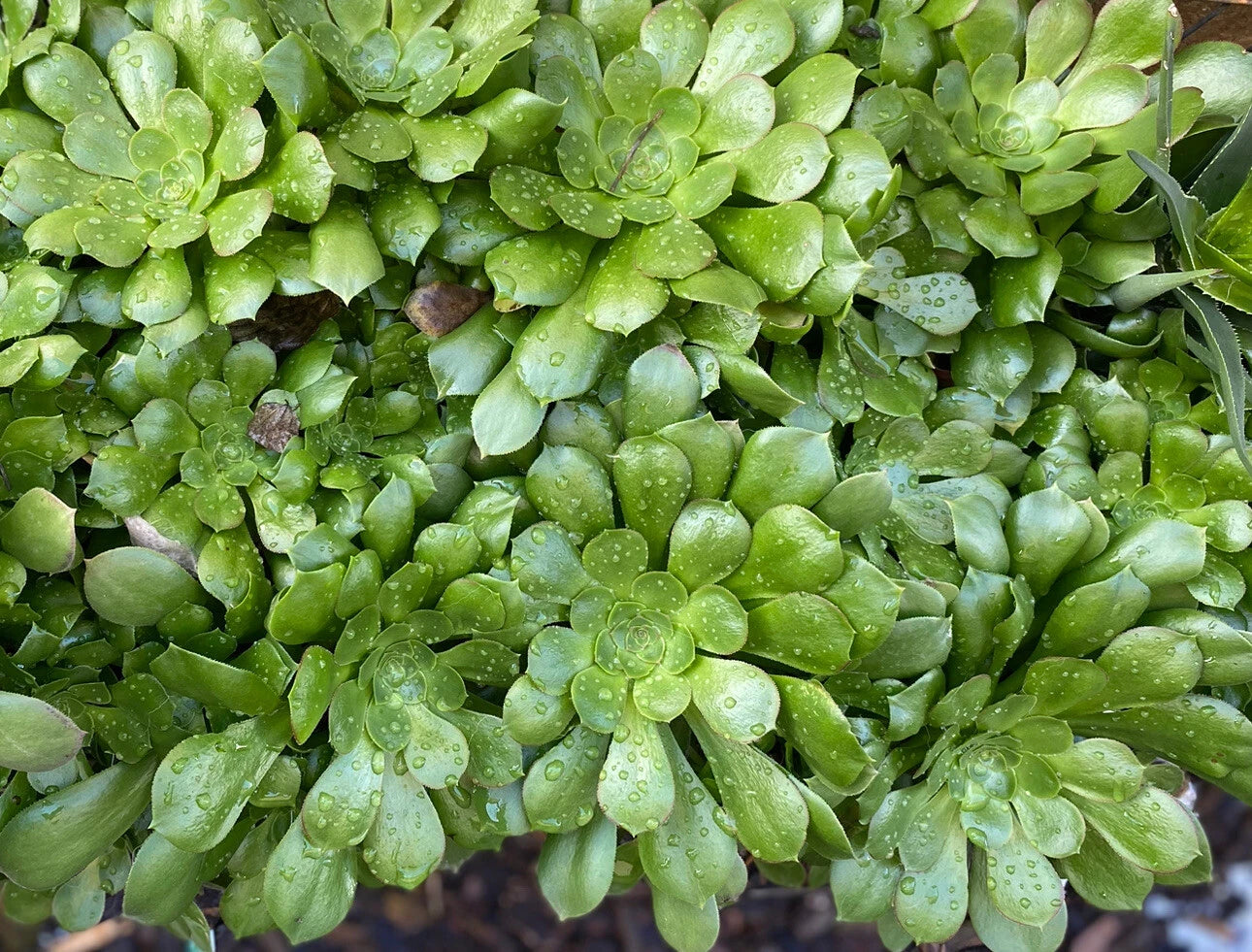 5 inch succulents 5 Piece Aeonium Succulent Cuttings Set - 5 Inch Wide