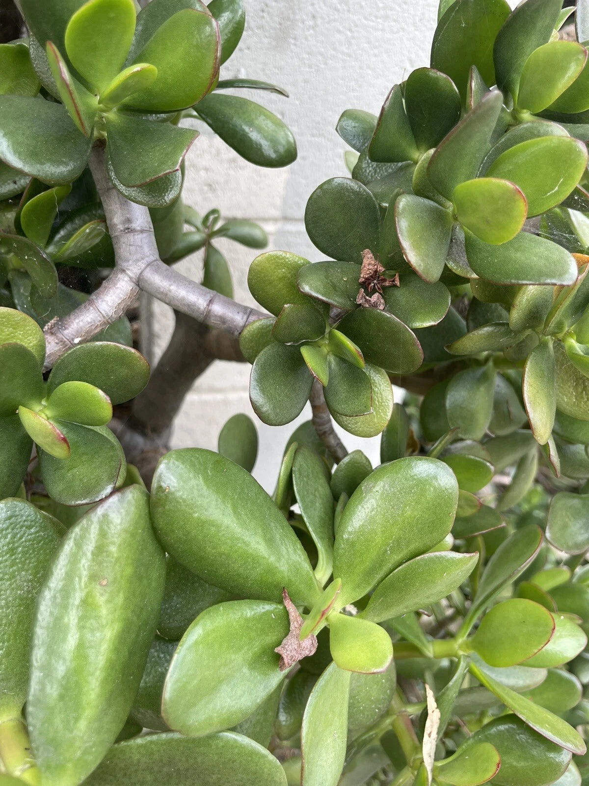 Jade Plant Cuttings 3-5" Crassula Ovata Money Plant Live Succulent Houseplant