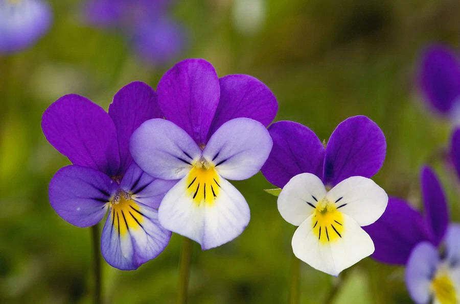 340 Seeds Johnny Jump-Up Violet Viola tricolor - Non-GMO Flower Seeds for Garden Planting - GroCo