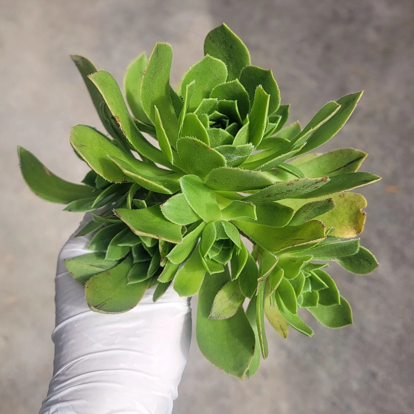 Aeonium Cutting - Cluster Variety - Aeonium Arboreum cv - No Roots
