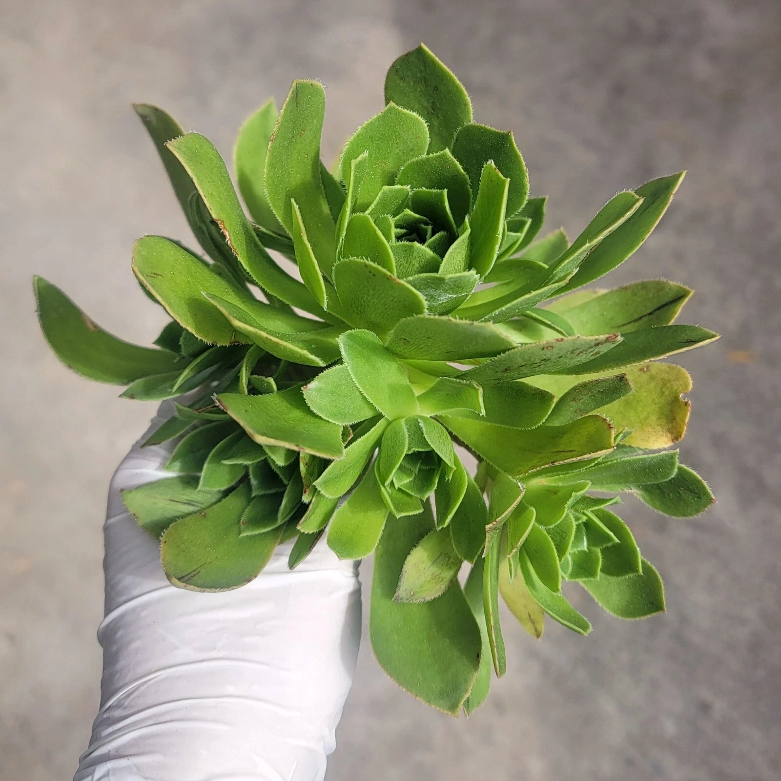Aeonium Cutting - Cluster Variety - Aeonium Arboreum cv - No Roots