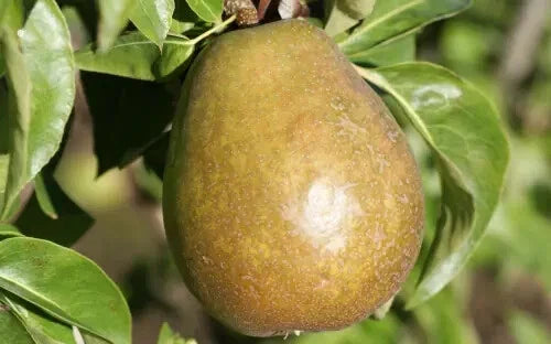 Beurre d'Anjou Pear Seeds - 25+ Seeds for Garden Planting - Pyrus communis - USA
