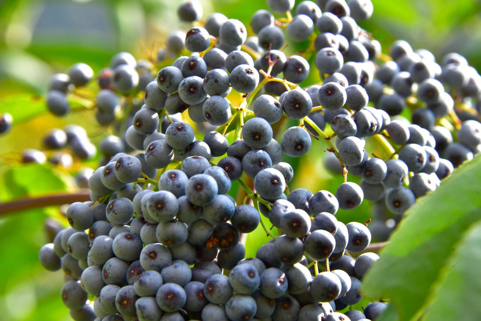 Blue Elderberry Seeds - 150 Pack - Sambucus Caerulea - Organic Elderberry Plant Seeds for Gardening and Landscaping