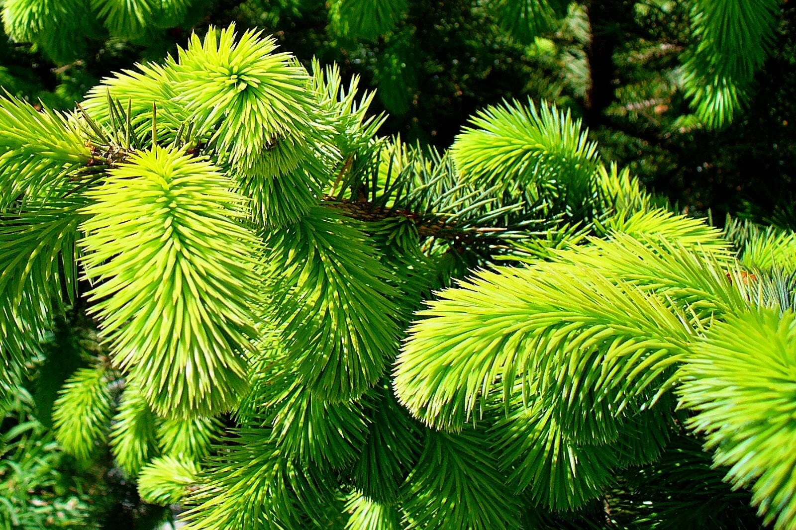 Sitka Spruce Seeds - 50 Seeds - Picea sitchensis - Ideal for Reforestation and Landscaping