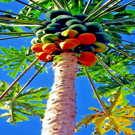 20 Carica Papaya "Red Lady" Seeds for Indoor Planting - Large Melons, Tropical Fruit Garden Starter